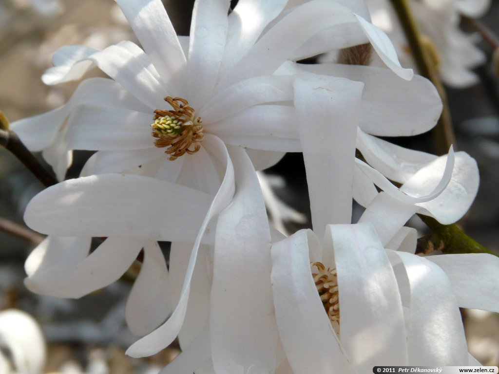 magnolia_stellata_royal_star_01.jpg