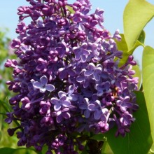Syringa vulgaris 'President Massart'