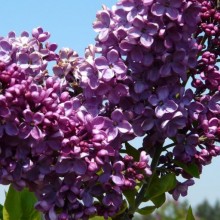 Syringa vulgaris 'Uncle Tom'