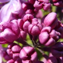 Syringa x hyacinthiflora 'Pink Spray'