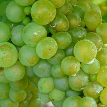 Vitis vinifera 'Neuburské'