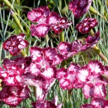 Dianthus gratianopolitanus 'Alena'