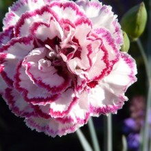 Dianthus hybr. 'Gran's Favourite' Dianthus hybr. 'Gran's Favourite'