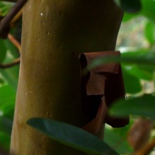 Arbutus menziesii