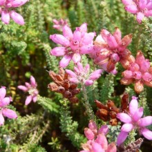 Erica tetralix 'Helma'