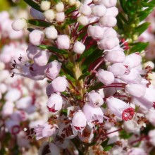 Erica vagans 'Grandiflora' Erica vagans 'Grandiflora'