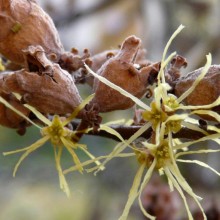 Hamamelis virginiana