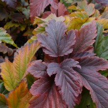 Physocarpus opulifolius 'Zdechovice'