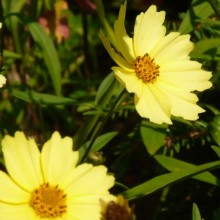 Coreopsis hybr. 'Full Moon'