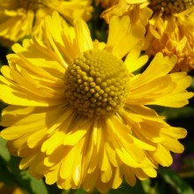 Helenium hybr. 'Double Trouble'