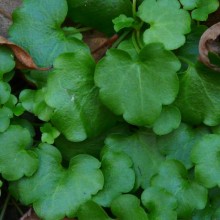 Saxifraga rotundifolia
