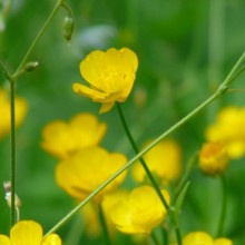 Ranunculus repens