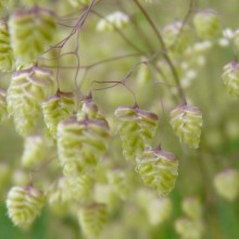 Briza media Briza media