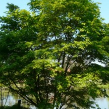 Acer palmatum heptalobum