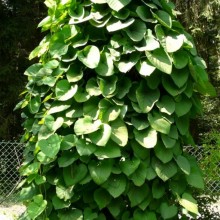 Aristolochia macrophylla Aristolochia macrophylla