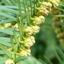 Cephalotaxus drupacea Cephalotaxus drupacea