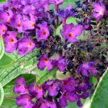 Buddleja davidii