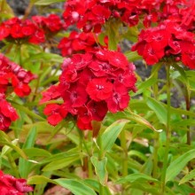 Dianthus barbatus 'Šarlatový' Dianthus barbatus 'Šarlatový'