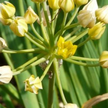 Allium moly 'Jeaninne'