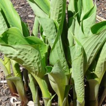 Hosta hybr. 'Sum and Substance' Hosta hybr. 'Sum and Substance'
