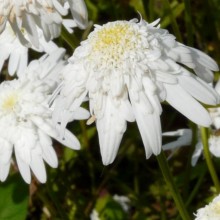 Leucanthemum vulgare 'Česká píseň' Leucanthemum vulgare 'Česká píseň'