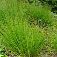Panicum virgatum 'Strictum' Panicum virgatum 'Strictum'