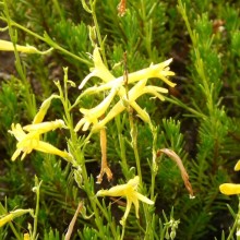 Penstemon pinifolius 'Mersea Yellow'
