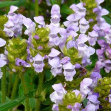 Prunella grandiflora 'Light Blue'