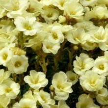 Saxifraga hybr. 'Večerní Hvězda'