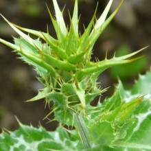 Silybum marianum Silybum marianum