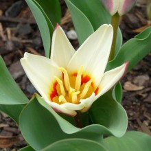 Tulipa kaufmanniana 'Ancilla'