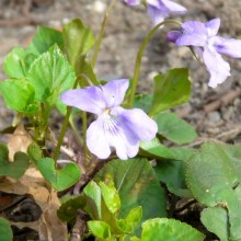 Viola reichenbachiana Viola reichenbachiana