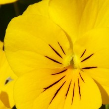 Viola cornuta 'Twix Yellow'