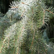 Picea breweriana Picea breweriana