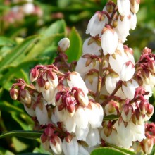 Pieris japonica 'Cupido' Pieris japonica 'Cupido'