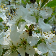 Prunus domestica 'Zelená renklóda'