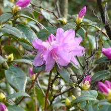 Rhododendron hybr. 'Praecox'
