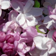 Syringa vulgaris 'Sweetheart'