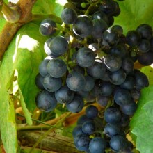 Vitis vinifera 'Frankovka'
