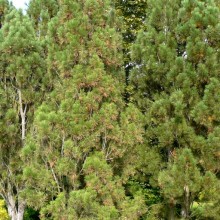 Pinus nigra pyramidata