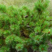 Pinus parviflora 'Komatsu'