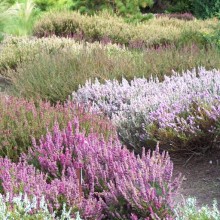 Calluna vulgaris