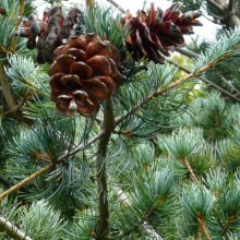 Pinus parviflora 'Nisbeth'