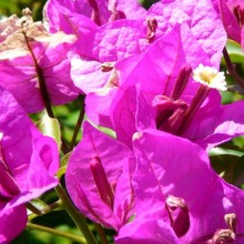 Bougainvillea x buttiana