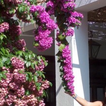 Bougainvillea