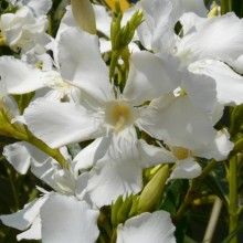 Nerium oleander 'Soeur Agnes'
