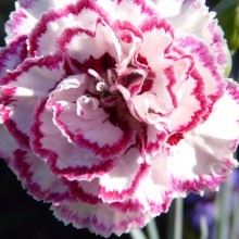 Dianthus hybr. 'Gran's Favourite'