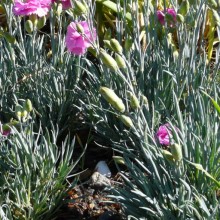 Dianthus hybr. 'Tickled Pink'