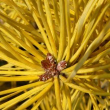 Pinus sylvestris 'Aurea'