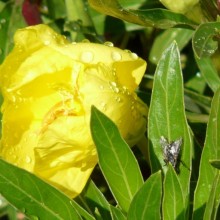 Oenothera macrocarpa 'Greencourt Lemon'